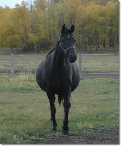 Tennessee Walking Horse mare, Beam's Valentine 95